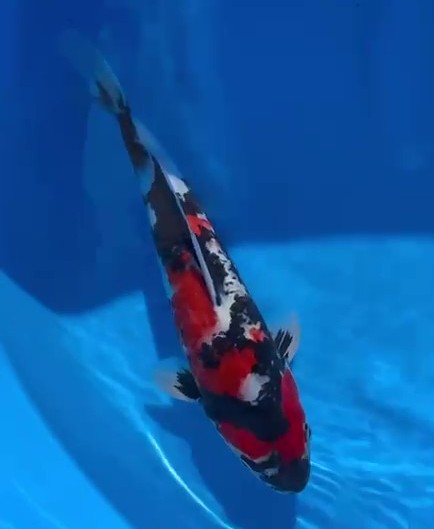Koi